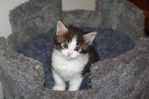 Gevalia5wks.jpg