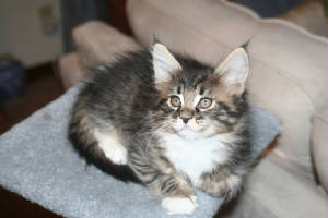 GloriaJean10weeks.jpg