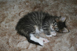 Scooter5wks.jpg