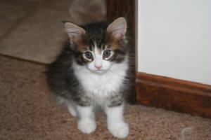 GloriaJean10weeks.jpg